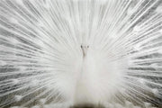 WHITE PEACOCK GLASS WALL AR