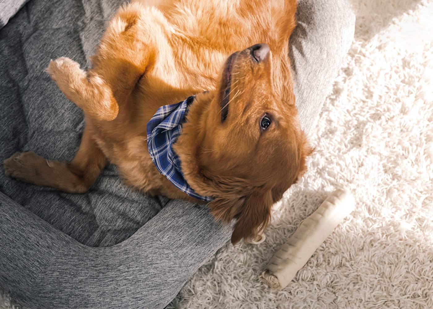 Performance - Medium / Large Dog Bed - Gray